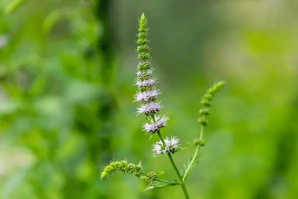 Zblízka Běžné Mátové Mentha Spicata Květy Květu — Stock fotografie