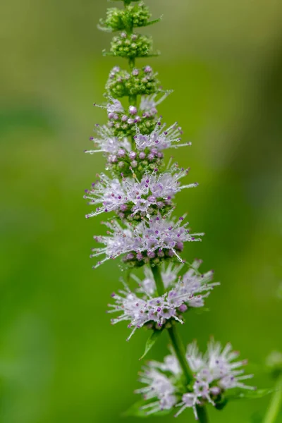 Close Common Mint Mentha Spicata Flowers Bloom — Stock Photo, Image