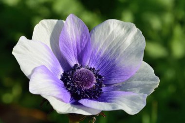 Çiçek açmış mor ve beyaz bir şakayık çiçeğine yaklaş