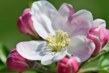 Çiçek açmış elma göğsü makro shot 'ı