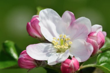 Çiçek açmış elma çiçeğinin makro çekimi.
