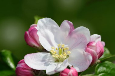 Çiçek açmış elma çiçeğinin makro çekimi.