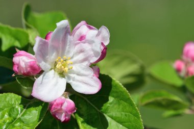 Elma çiçeğini kapat.