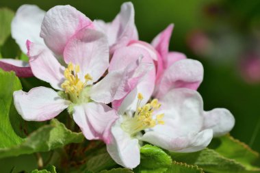 Elma çiçeğini kapat.