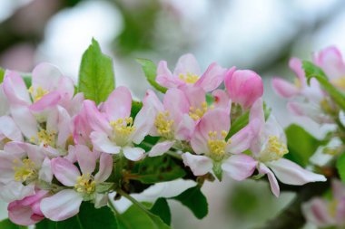 Macro shot elma çiçeği.