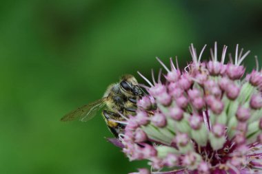 Pembe bir astrantia çiçeğinin üzerinde bir arı resmi.