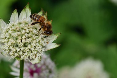 Astrantia çiçeğini dölleyen bir arının makro çekimi