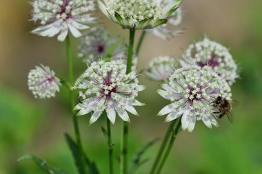Astrantia çiçeklerini kapatın.