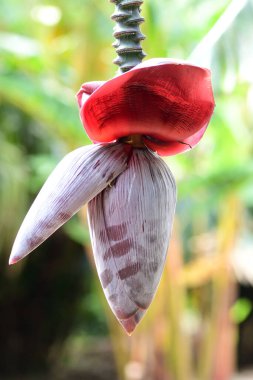 Muz ağacındaki şişkinliğe yaklaş