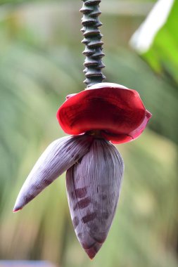 Muz ağacındaki şişkinliğe yaklaş