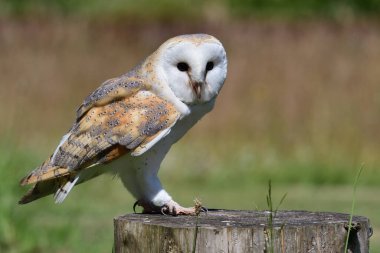 Ağaç kütüğüne tüneyen bir baykuş (tyto alba) portresi