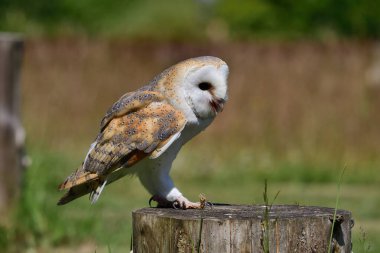Ağaç kütüğüne tüneyen bir baykuş (tyto alba) portresi