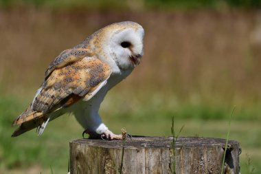 Ağaç kütüğüne tüneyen bir baykuş (tyto alba) portresi