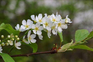 Bir kuş kirazı (prunus padus) ağacındaki çiçeklere yaklaş