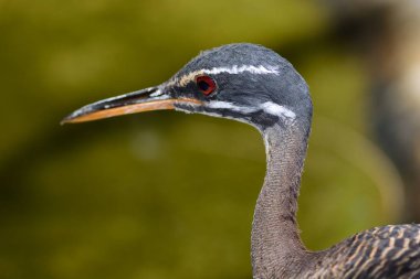 Güneş böğürtleninin baş görüntüsü (eurypyga helias)