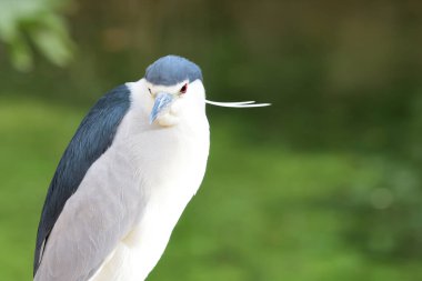 Siyah taçlı gece balıkçıl portresi (nycticorax nycticorax)