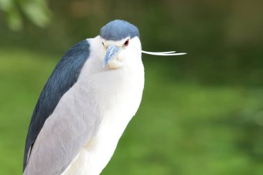 Siyah taçlı gece balıkçıl portresi (nycticorax nycticorax)