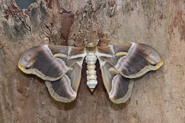 Macro Disparo Una Polilla Seda Ailanthus Samia Cynthia Tronco Árbol —  Fotos de Stock