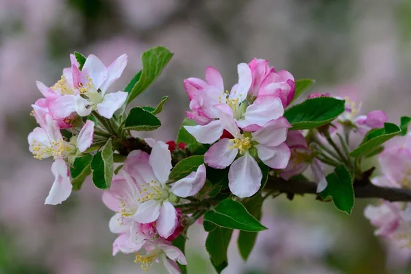 Elma çiçeğinin bir dalını kapat.