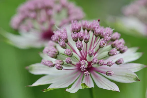 Macro Shot Two White Astrantia Flowers Bloom — Stock Photo, Image