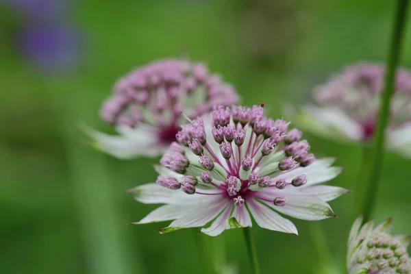 Fiori Astrantia Giardino — Foto Stock