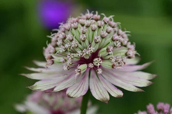 Blisko Kwiatu Astrantii — Zdjęcie stockowe