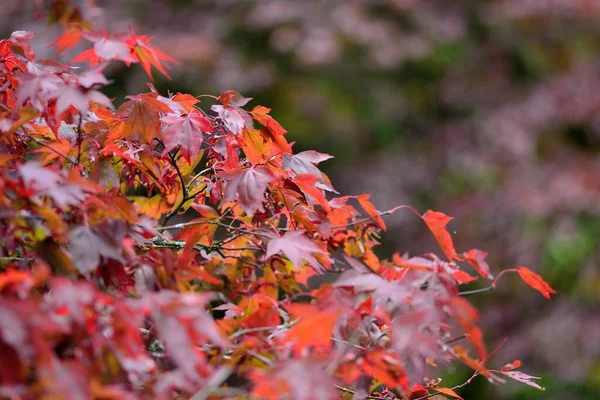 Primer Plano Las Hojas Rojas Otoñales Árbol — Foto de Stock