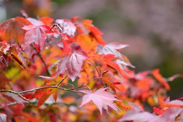 Gros Plan Des Feuilles Rouges Automne Sur Arbre — Photo