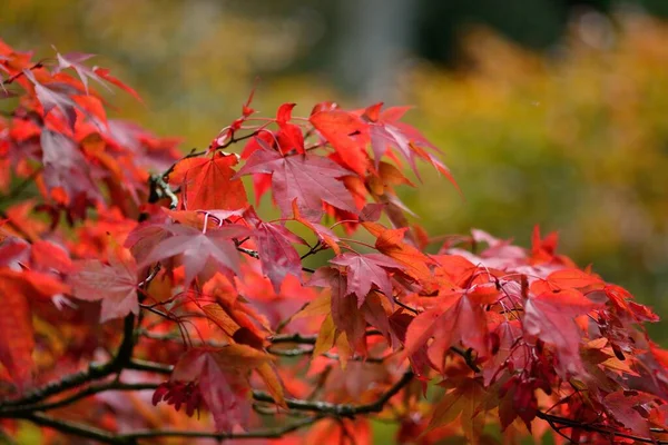 Zbliżenie Czerwonych Liści Jesieni Drzewie — Zdjęcie stockowe