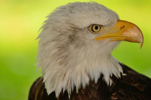 Head Shot Bald Eagle Haliaeetus Leucocephalus — Stock Photo, Image