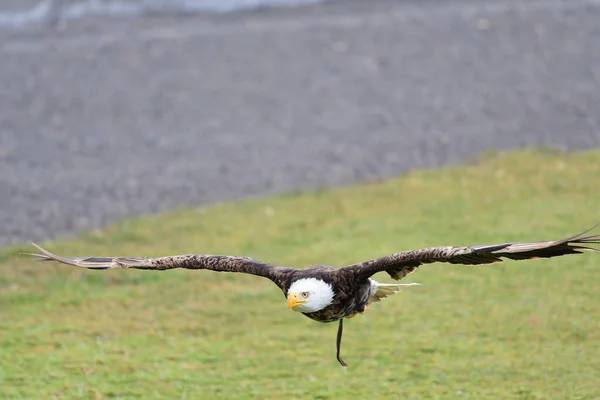 Portrait Pygargue Tête Blanche Haliaeetus Leucocephalus Vol Lors Une Exposition — Photo