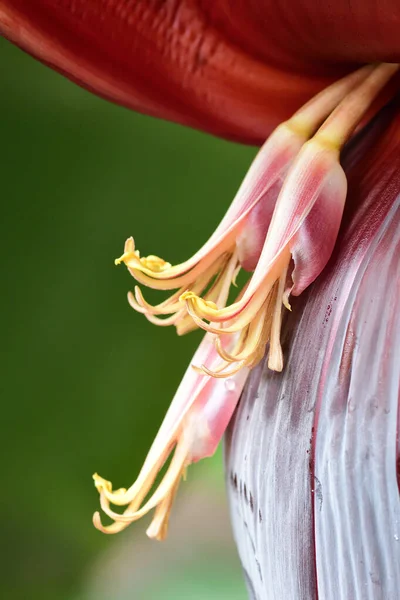 Muz ağacındaki şişkinliğe yaklaş