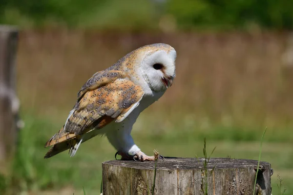 Retrato Uma Coruja Celeiro Tyto Alba Pousando Toco Árvore — Fotografia de Stock