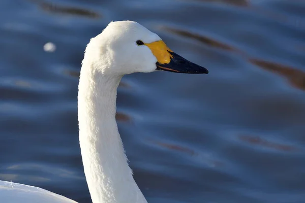 Головний Постріл Лебедя Тундра Cygnus Columbianus Воду — стокове фото