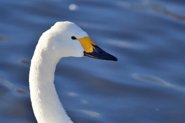 Tiro Cabeça Cisne Tundra Cygnus Columbianus Água — Fotografia de Stock