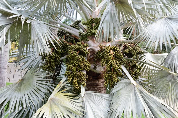 Close Sementes Uma Árvore Bismarckia Nobilis — Fotografia de Stock