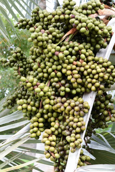 Närbild Frön Bismarckia Nobilis Träd — Stockfoto