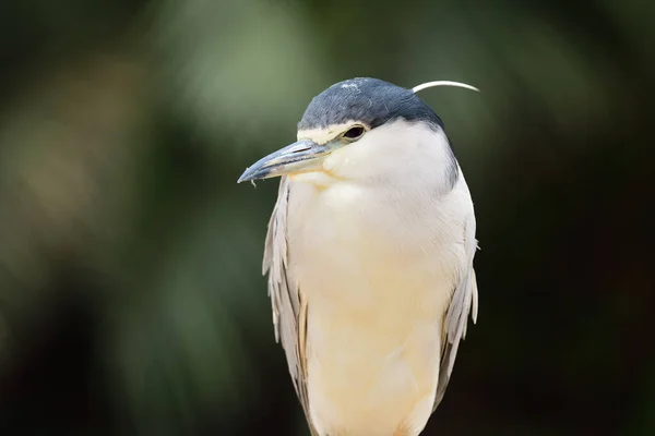 黒冠夜ヘロンの正面図 Nycticorax Nycticorax — ストック写真