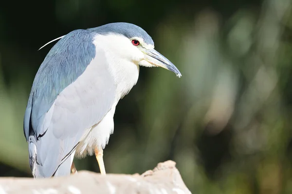 Portrait Black Crowned Night Heron Nycticorax Nycticorax Perching Rock — Stock Photo, Image