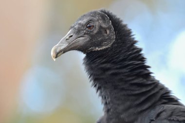 Bir kara akbabanın kafasından vurulması (koragyps atratus)