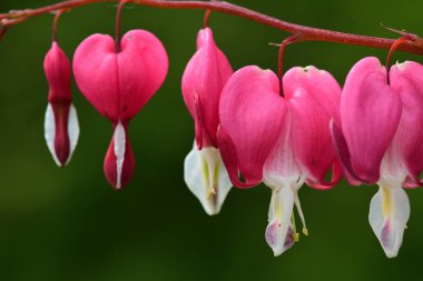 Kanayan bir kalbe (dicentra spectabilis) çiçek açarken yaklaş