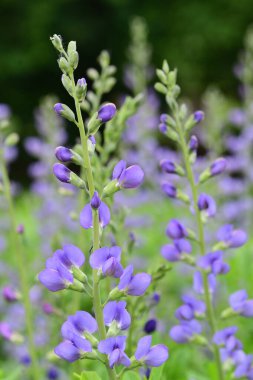 Mavi çivit çiçekleri (baptisia australis) çiçek açmış