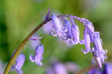 Su damlacıklarıyla kaplı yaygın bir BlueBell 'in (hyacinthoides non scripta) kapağını kapat