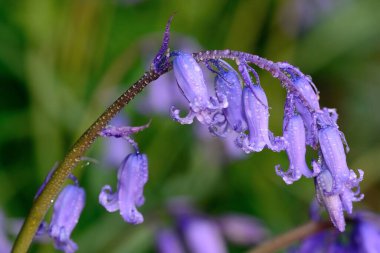 Su damlacıklarıyla kaplı yaygın bir BlueBell 'in (hyacinthoides non scripta) kapağını kapat