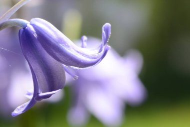 BlueBell çiçeklerinin açtığı yeri kapat.