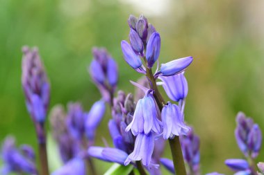 Çiçek açmış çan çiçeklerini kapat