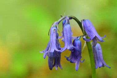 Yeşil arkaplanı olan tek bir çan çiçeğine yaklaş