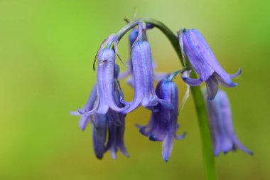 Çiçek açmış tek bir BlueBell çiçeğine yaklaş