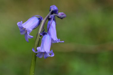 Çiçek açan tek bir çan çiçeğini kapat (hyacinthoides non-scripta)