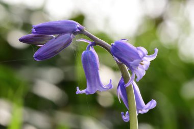 Çiçek açan tek bir çan çiçeğini kapat (hyacinthoides non-scripta)